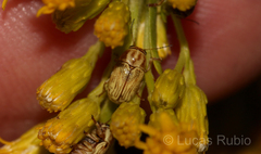 Pachybrachis glyphicus