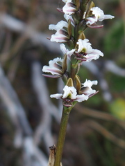 Prasophyllum suttonii