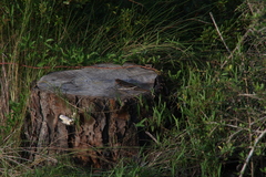 Plestiodon laticeps