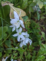 Scilla