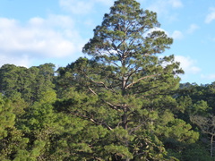 Pinus maximinoi