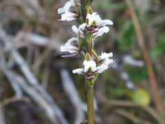 Prasophyllum suttonii