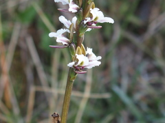 Prasophyllum suttonii