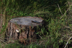 Plestiodon laticeps
