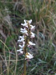 Prasophyllum suttonii