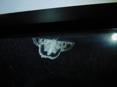 Crypsiphona tasmanica