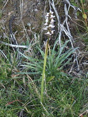 Prasophyllum suttonii