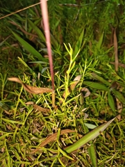 Diplacrum caricinum