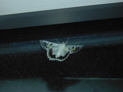 Crypsiphona tasmanica