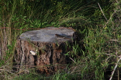Plestiodon laticeps