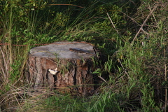 Plestiodon laticeps