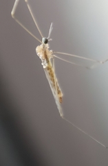 Limoniini