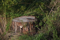Plestiodon laticeps