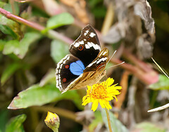 Junonia oenone oenone