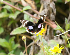 Junonia oenone oenone