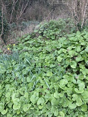 Petasites pyrenaicus