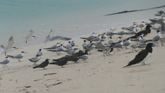 Thalasseus bengalensis