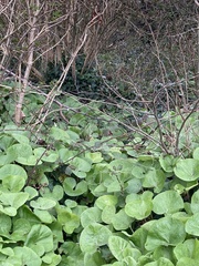 Petasites pyrenaicus