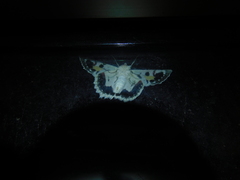 Crypsiphona tasmanica