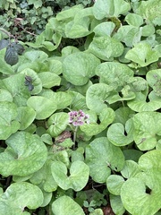 Petasites pyrenaicus