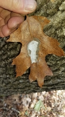 Taphrina caerulescens