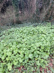 Petasites pyrenaicus