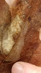 Taphrina caerulescens