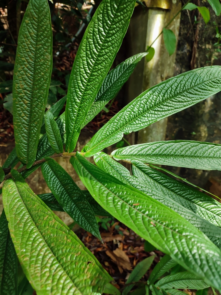 Polyalthia bullata