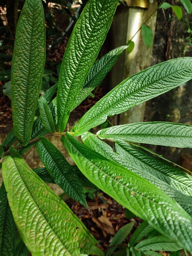 Polyalthia bullata
