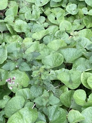 Petasites pyrenaicus
