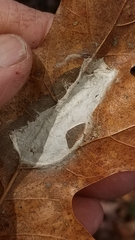 Taphrina caerulescens