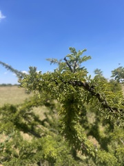 Vachellia permixta