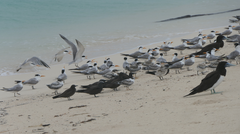 Thalasseus bengalensis