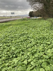 Petasites pyrenaicus