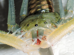 Acanthophrynus coronatus