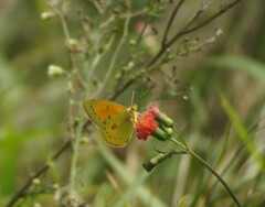 Colias lesbia