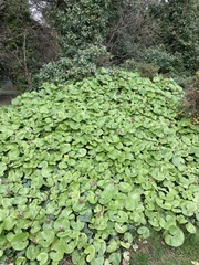 Petasites pyrenaicus