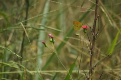 Colias lesbia