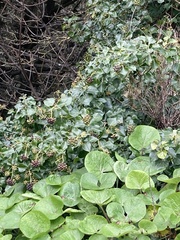 Petasites pyrenaicus