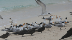 Thalasseus bengalensis