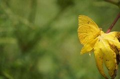Phoebis philea