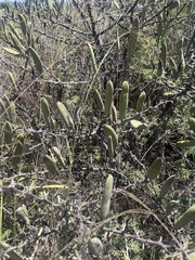 Vachellia hebeclada hebeclada