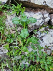 Centranthus calcitrapae image