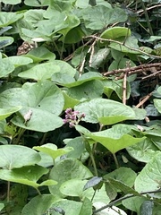 Petasites pyrenaicus