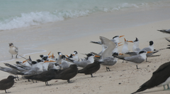 Thalasseus bengalensis