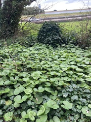 Petasites pyrenaicus