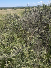 Vachellia hebeclada hebeclada