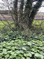 Petasites pyrenaicus