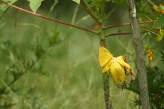Phoebis philea