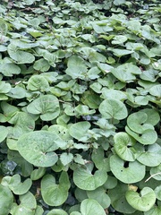 Petasites pyrenaicus